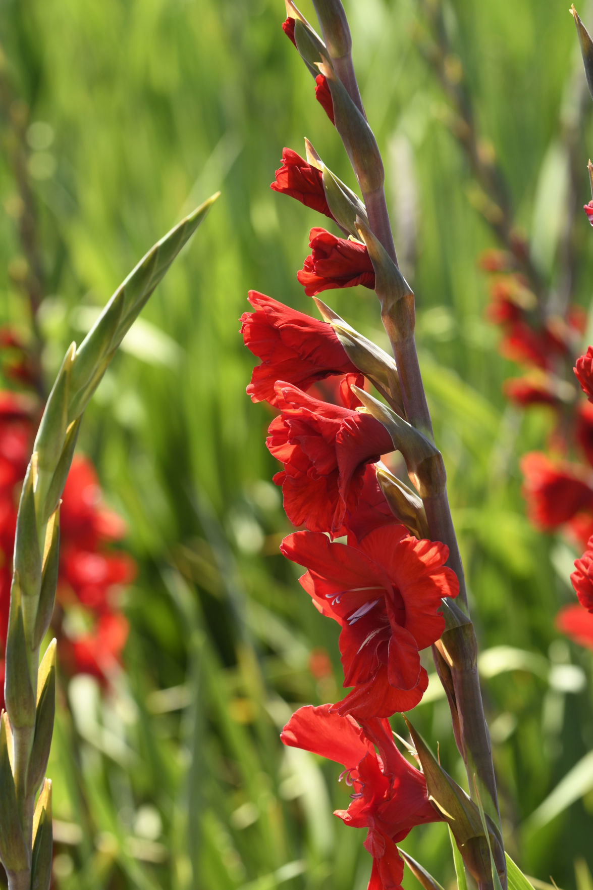 072319 Gladiolas weather 05.jpg